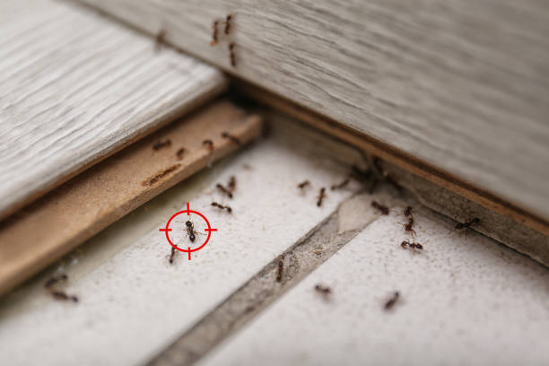Best Best Pest Control Companies  in Charenton, LA