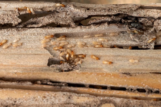 Best Exterminator Services  in Charenton, LA